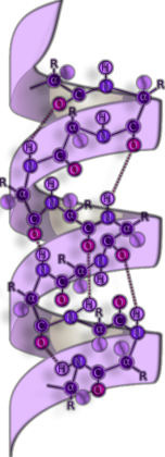 Alpha helix