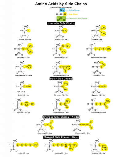 Amino acid side chains