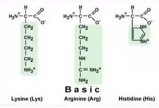 Basic aminoacids