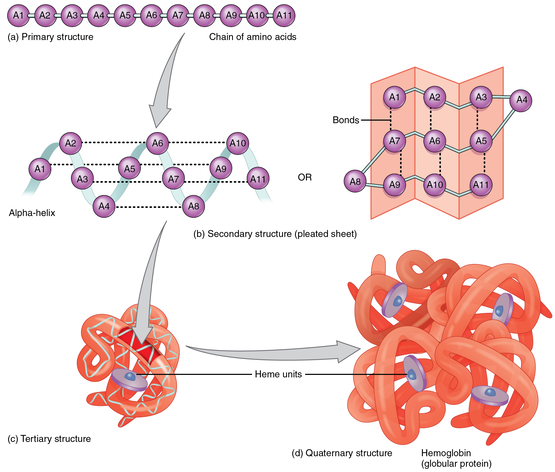 peptide bonds