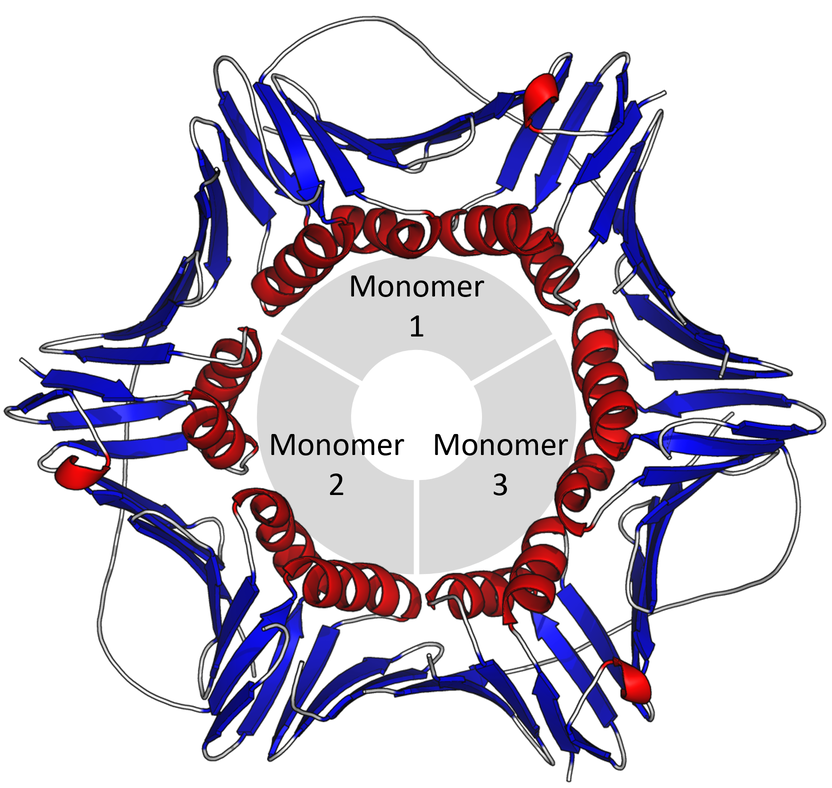 Quaternary Structure