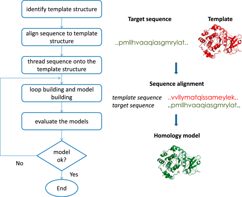 homology modeling