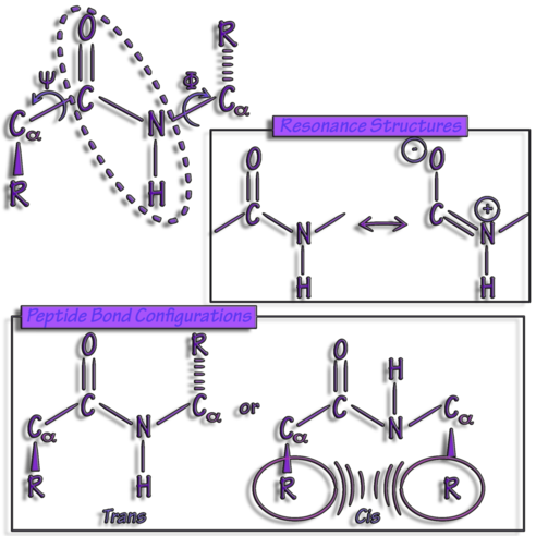 Resonance structures of Amino acids