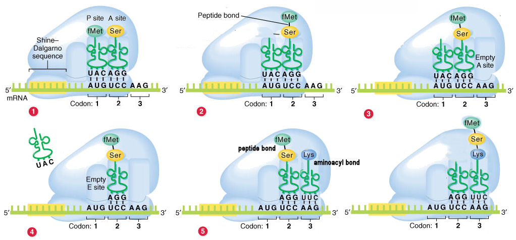 Peptide formation