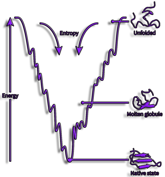 Protein folding funnel